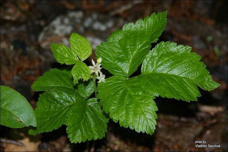 Изображение особи Rubus saxatilis.