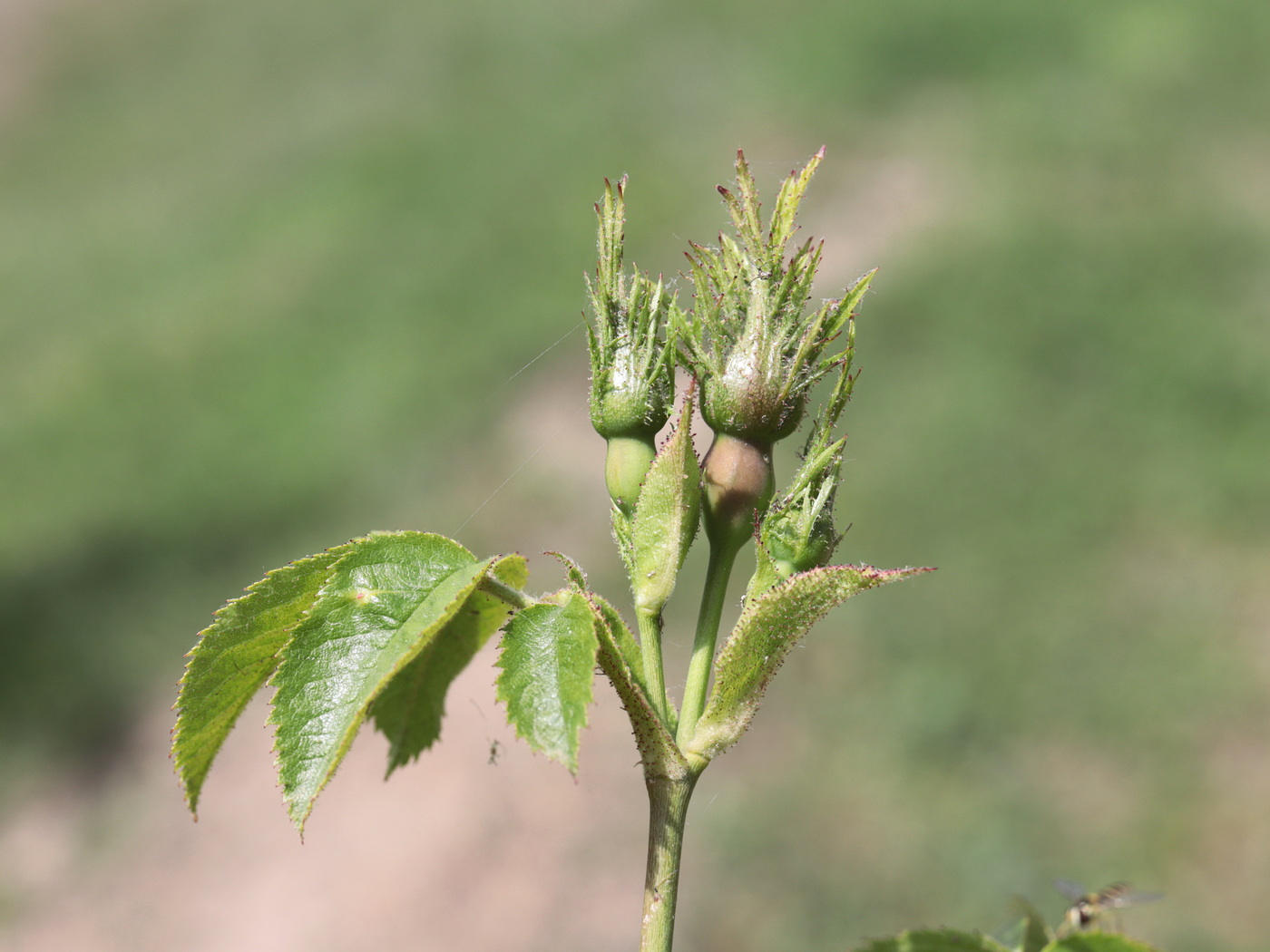 Image of Rosa floribunda specimen.