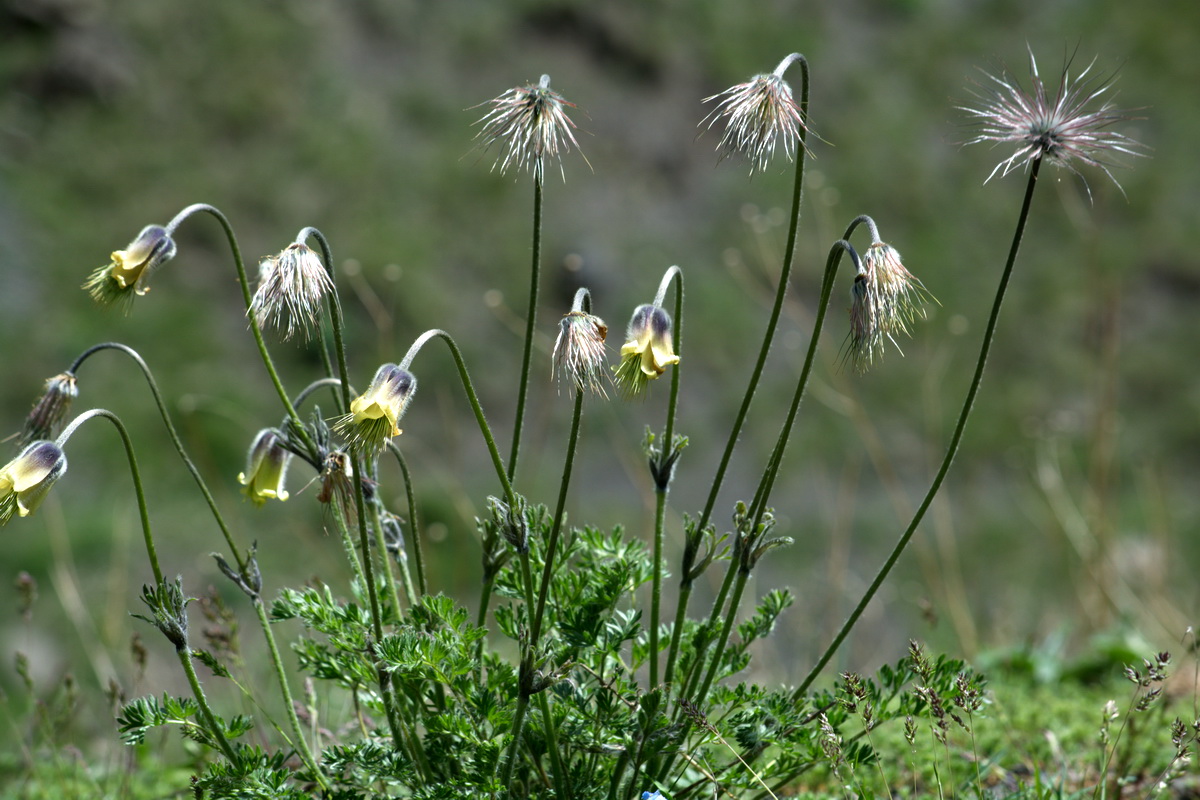 Image of Pulsatilla albana specimen.