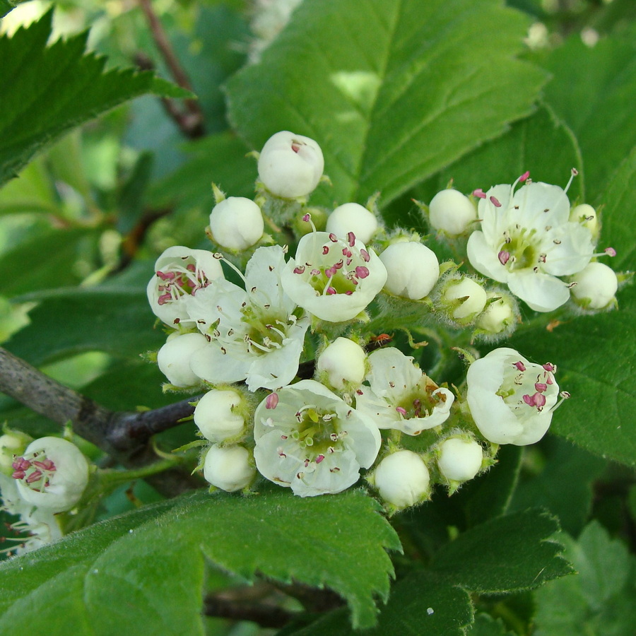 Image of Crataegus maximowiczii specimen.