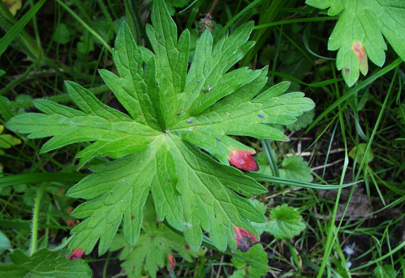 Изображение особи Geranium sylvaticum.