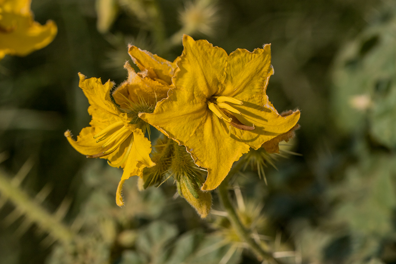 Изображение особи Solanum cornutum.