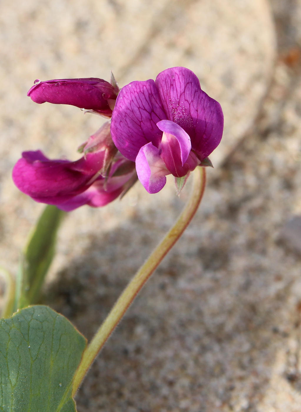 Изображение особи Lathyrus japonicus ssp. pubescens.