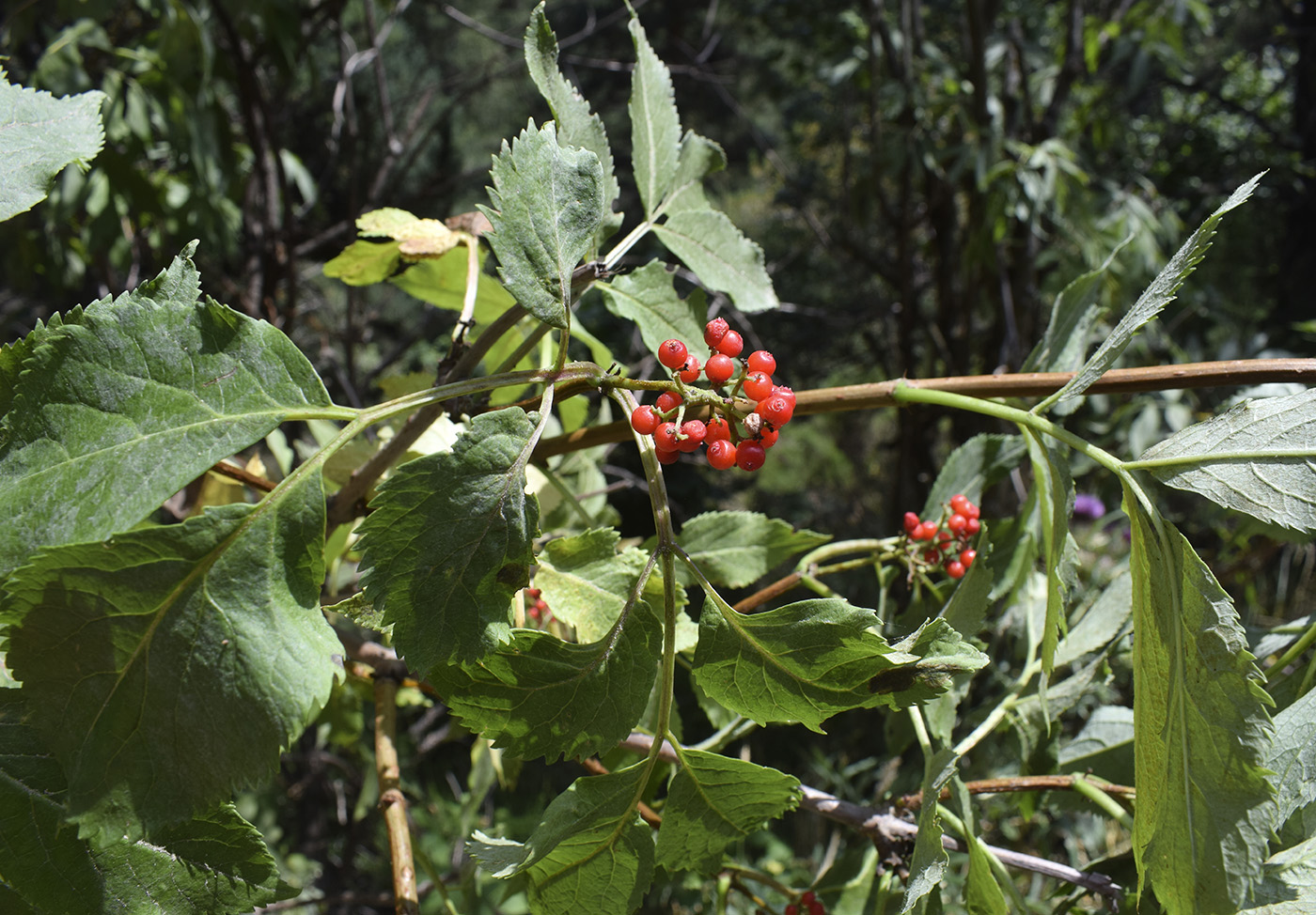 Image of Sambucus racemosa specimen.