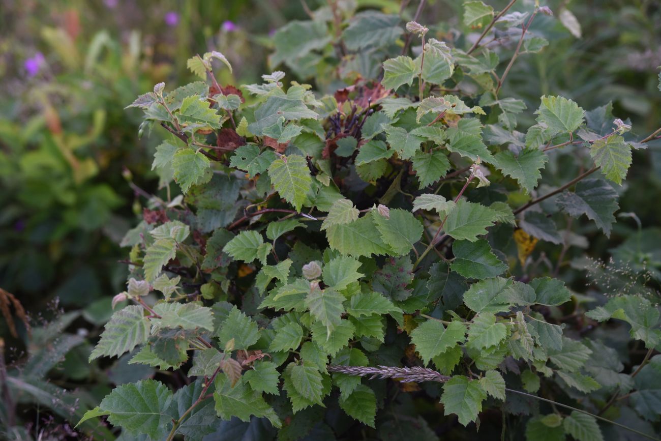 Image of Betula litwinowii specimen.