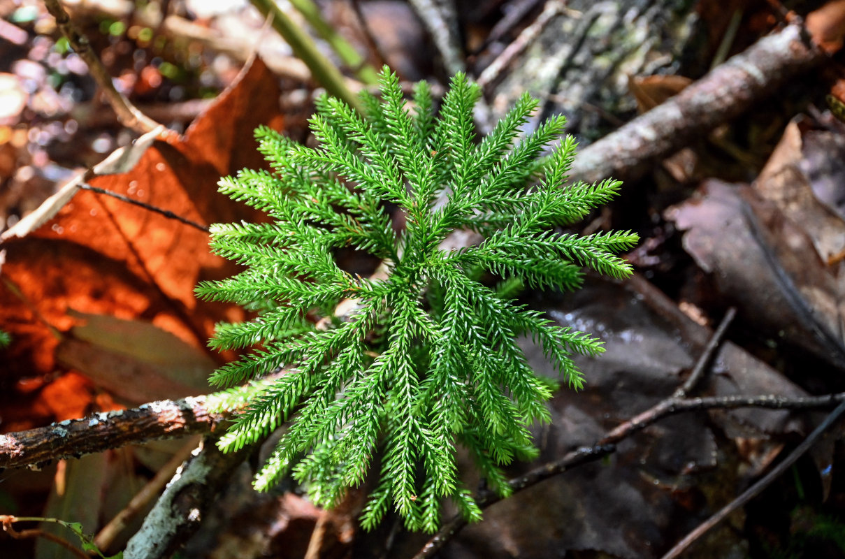 Изображение особи Lycopodium obscurum.