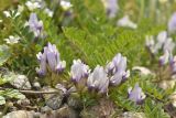 Astragalus oreades