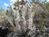 Astragalus testiculatus. Вегетирующее растение. Казахстан, Восточно-Казахстанская обл., Катон-Карагайский р-н; Западный Алтай, перевал Шириккайын, низкогорный лугово-степной пояс. 29 июня 2023 г.