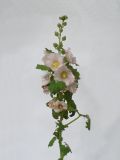 Alcea rosea