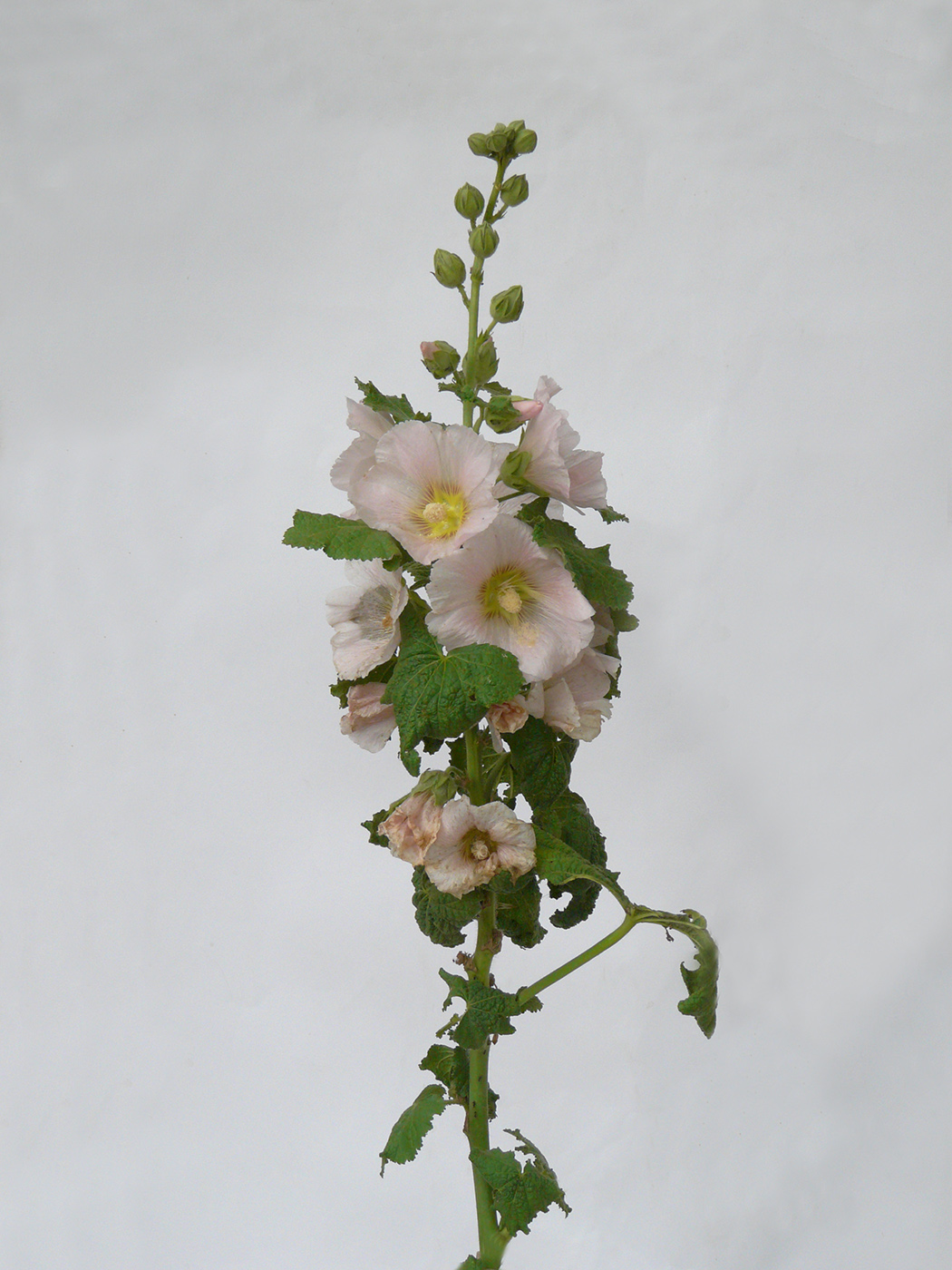 Изображение особи Alcea rosea.