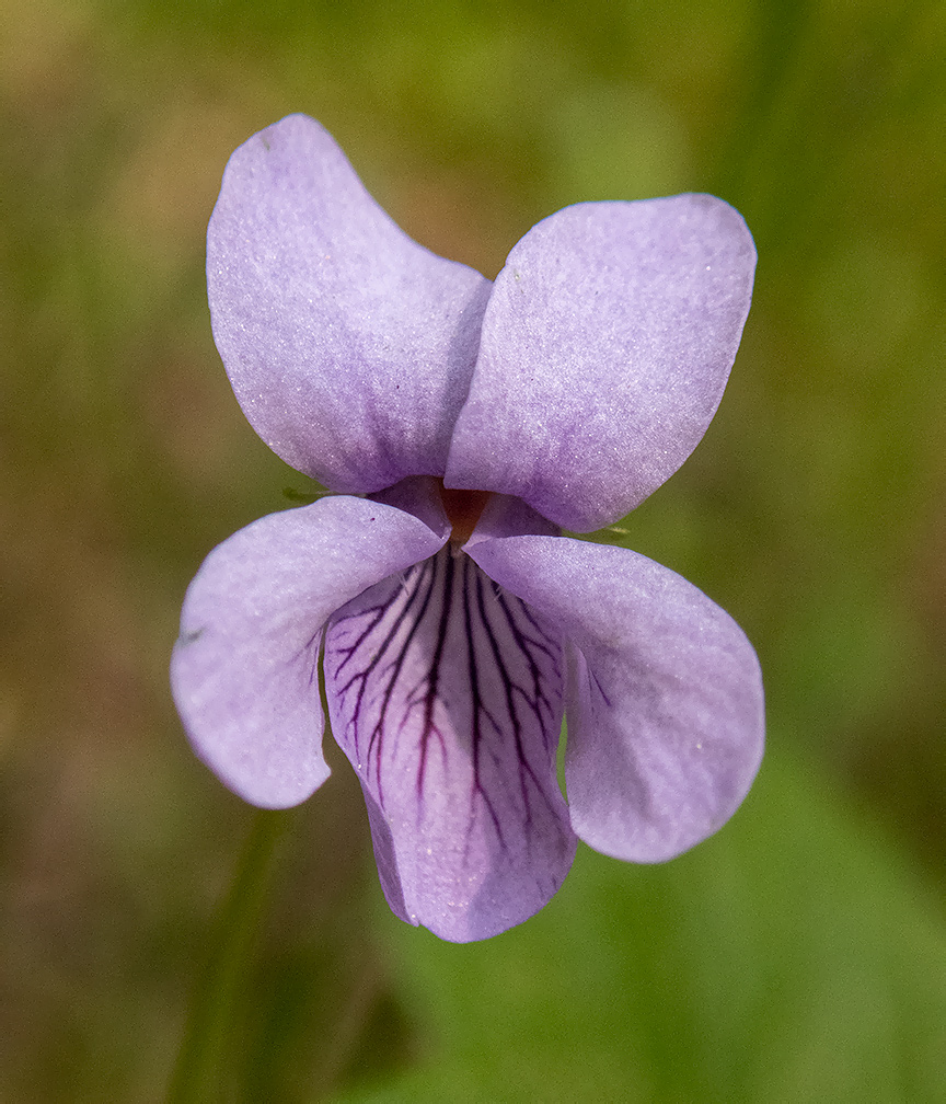 Изображение особи Viola palustris.