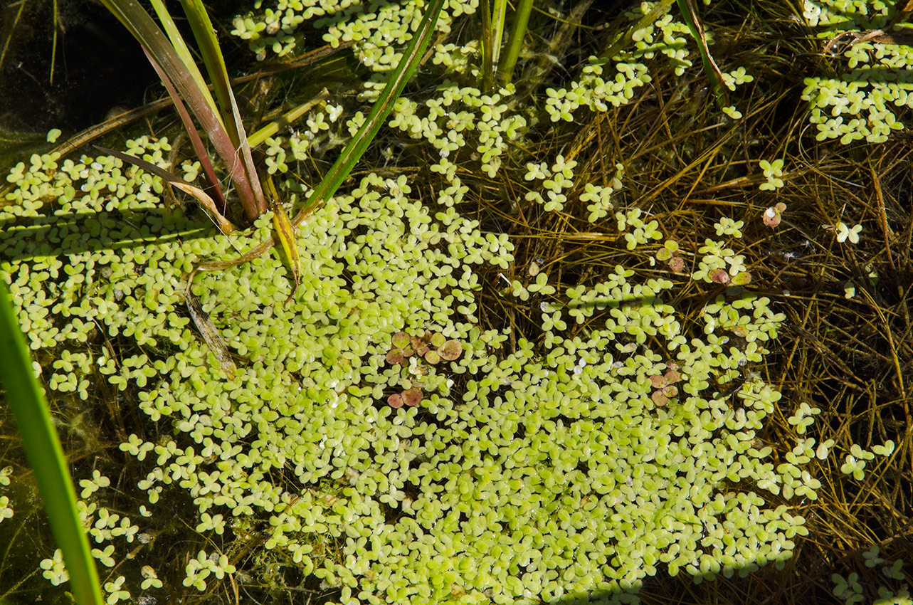 Image of Lemna minor specimen.