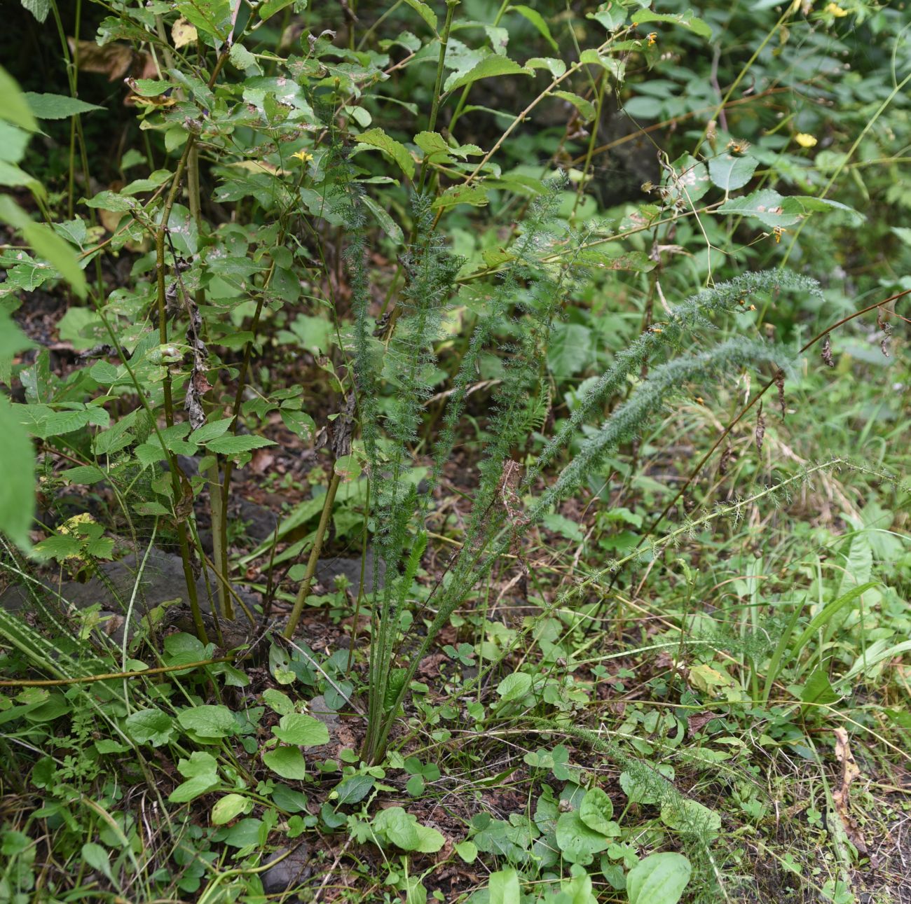 Image of genus Achillea specimen.