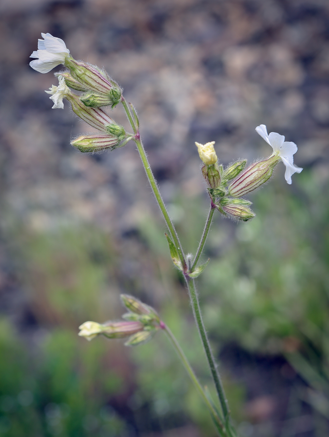 Image of Melandrium album specimen.