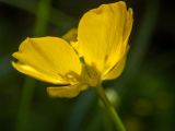 Ranunculus repens. Цветок. Тверская обл., Кимрский р-н, окр. дер. Клетино, смешанный лес. 09.06.2023.