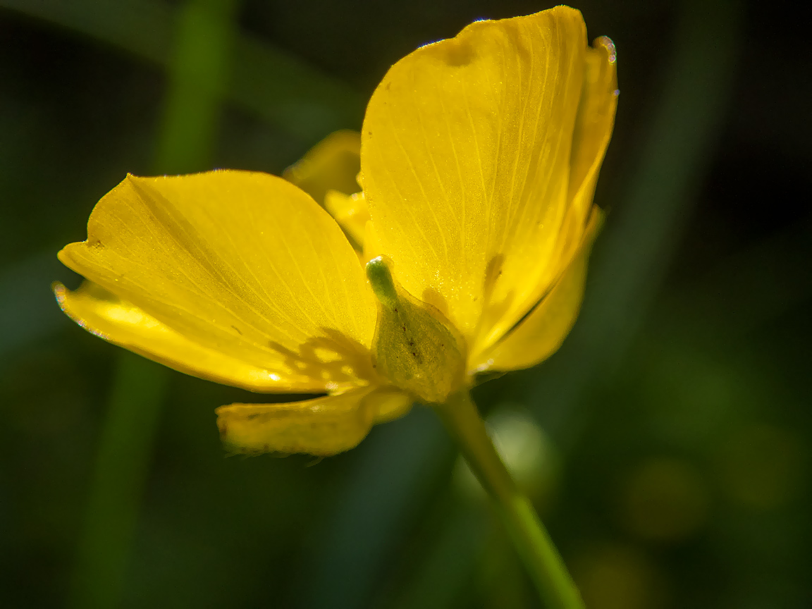 Изображение особи Ranunculus repens.