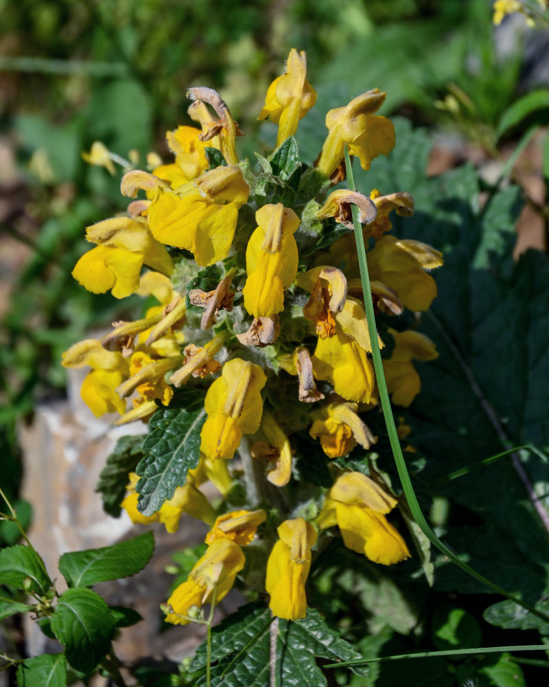 Изображение особи Phlomoides speciosa.