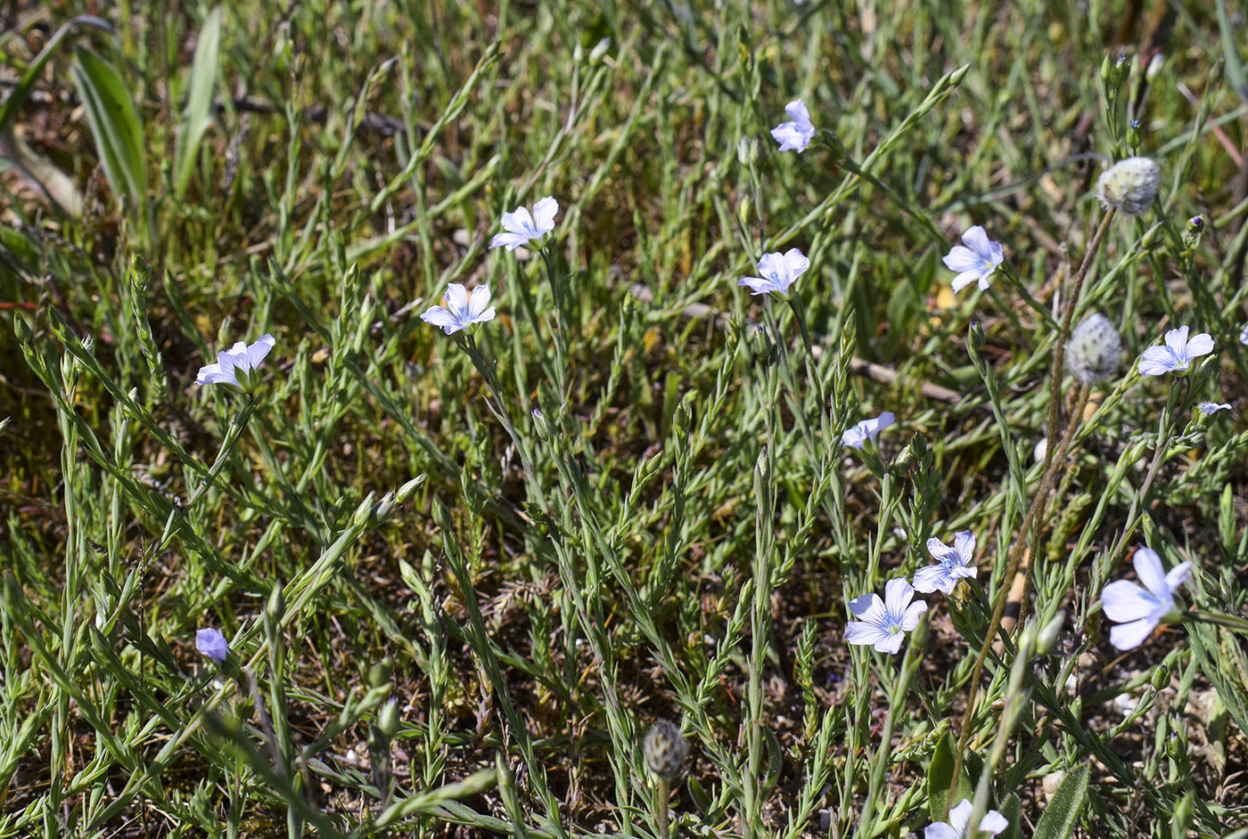 Изображение особи Linum bienne.