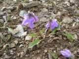 Campanula collina