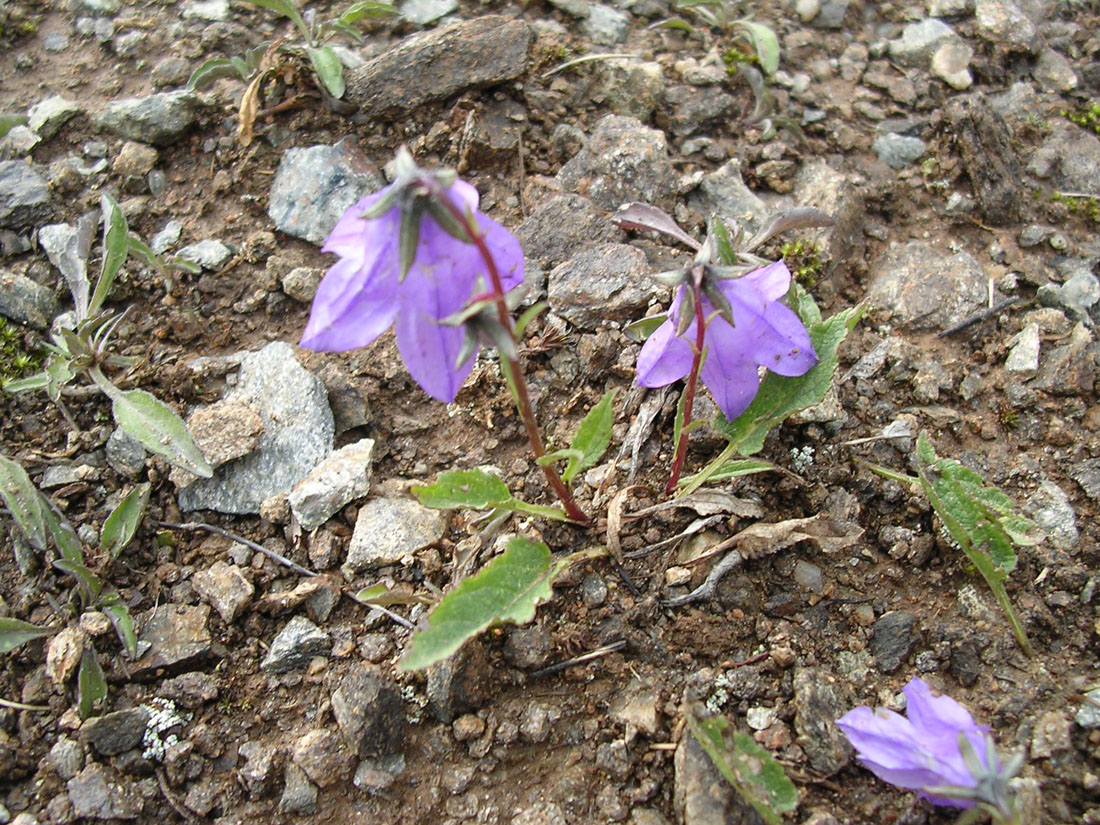 Image of Campanula collina specimen.