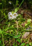 Vaccinium vitis-idaea. Верхушка побега с соцветием. Ленинградская обл., заказник \"Сестрорецкое болото\", сосновый лес. 12.06.2021.