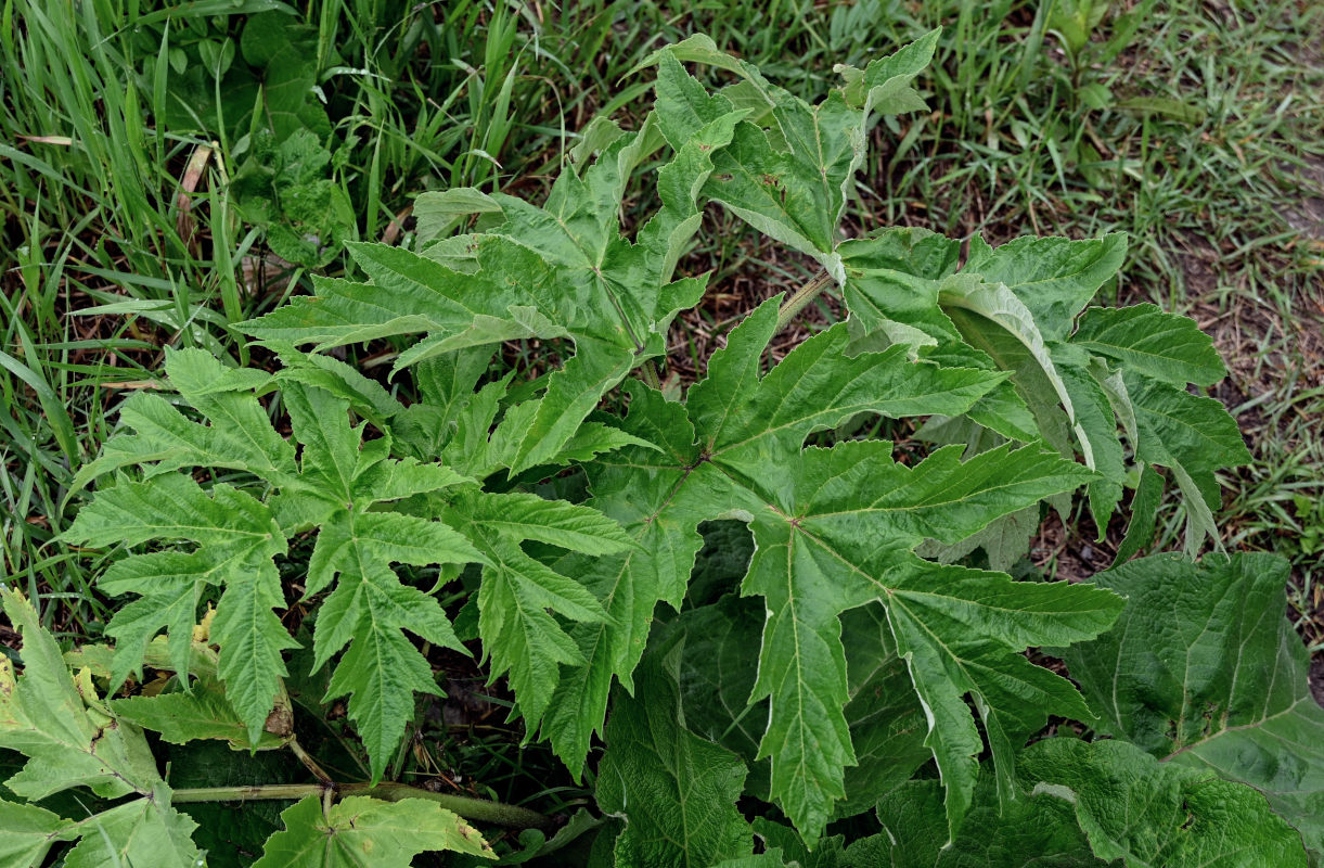 Изображение особи Heracleum dissectum.