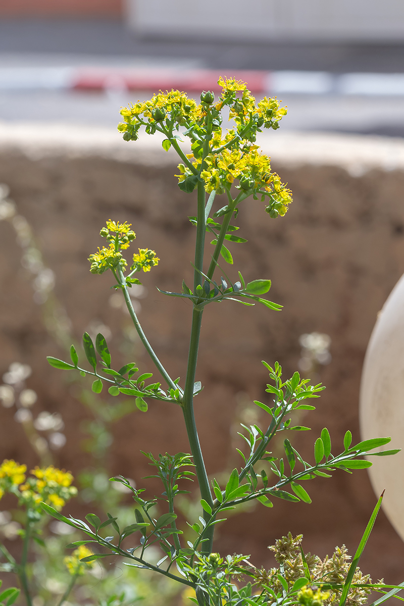 Изображение особи Ruta chalepensis.