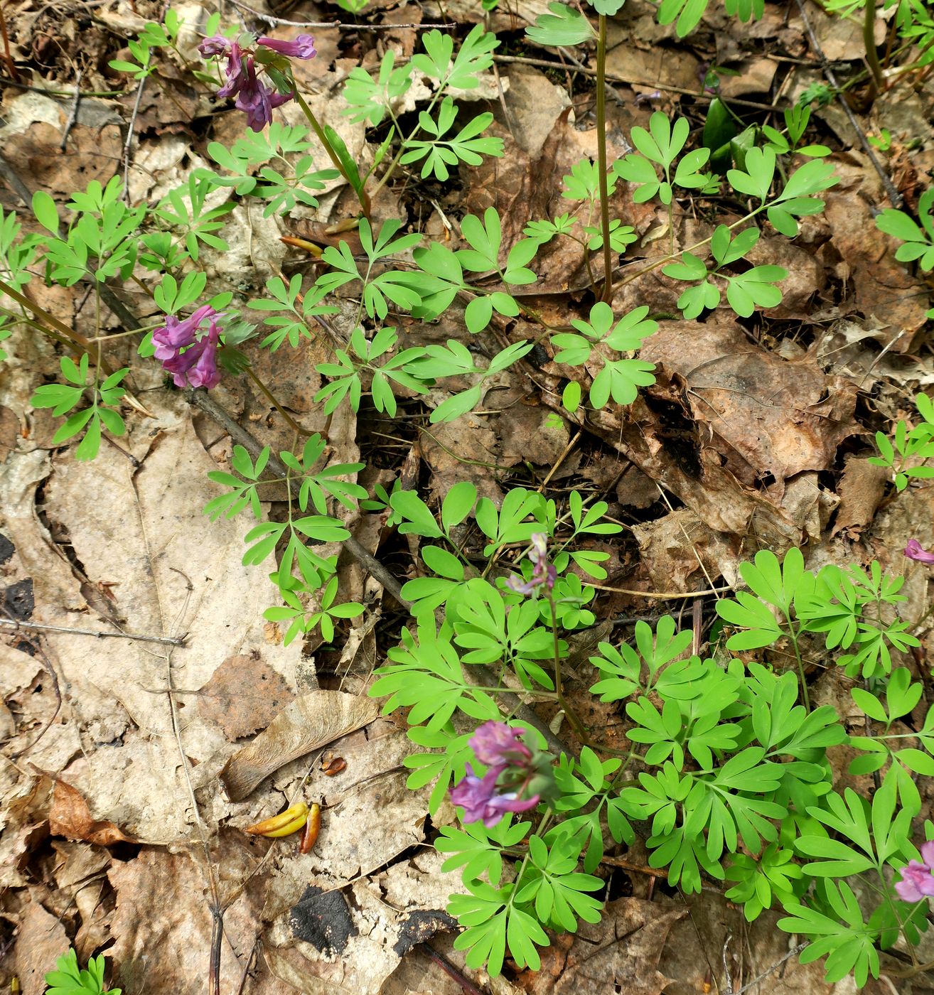 Изображение особи Corydalis solida.