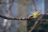 genus Sorbus