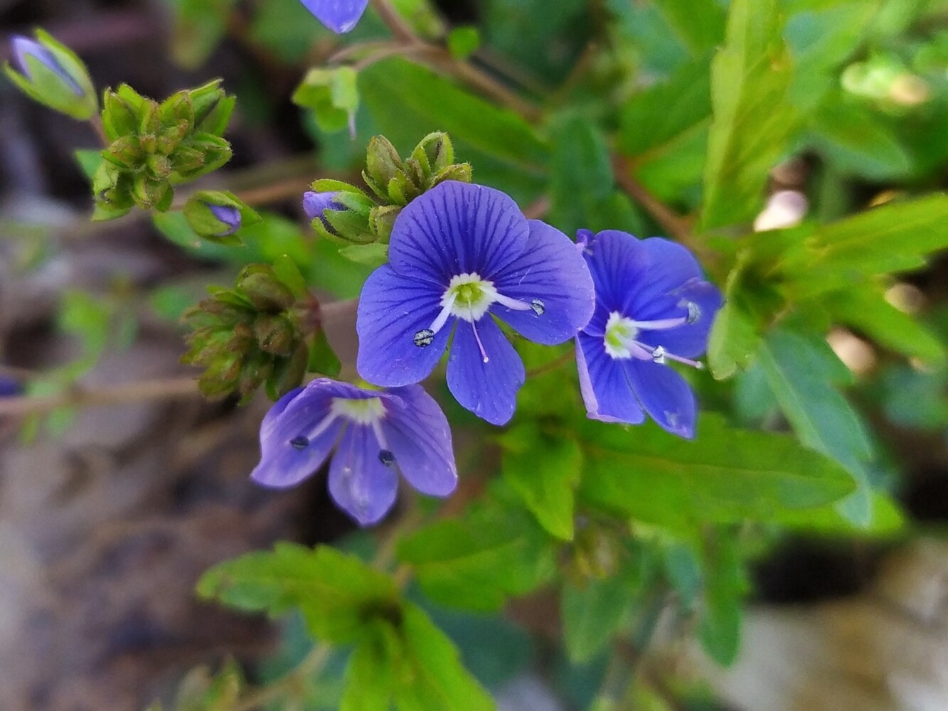 Image of Veronica umbrosa specimen.