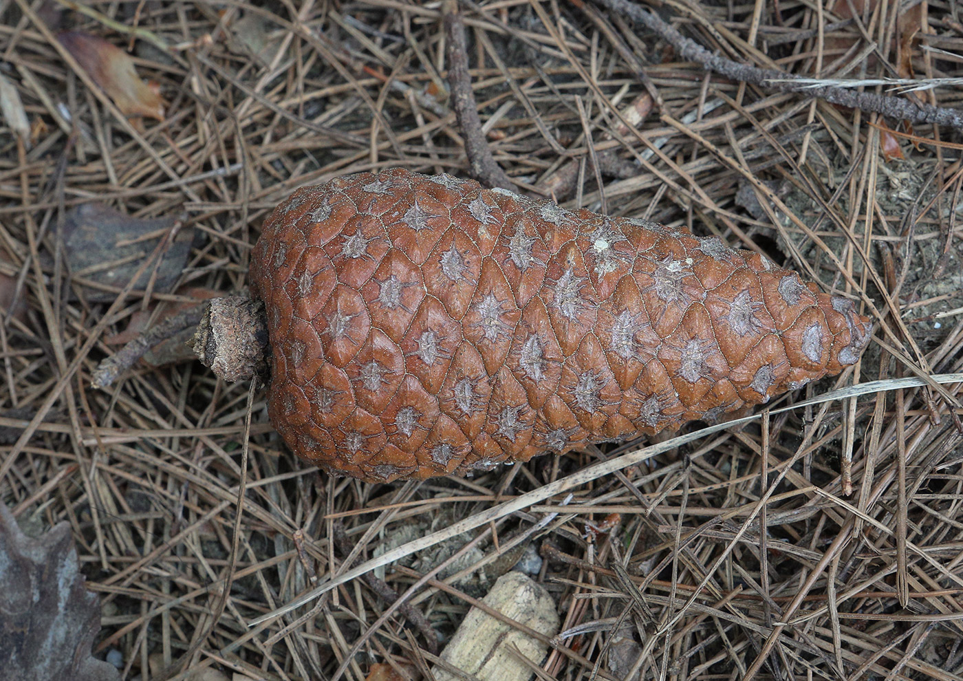 Image of Pinus pityusa specimen.