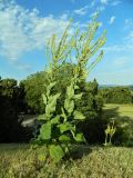 genus Verbascum. Цветущее растение. ФРГ, земля Баден-Вюртемберг, г. Штутгарт, Киллесбергпарк (Höhenpark Killesberg). Июль.