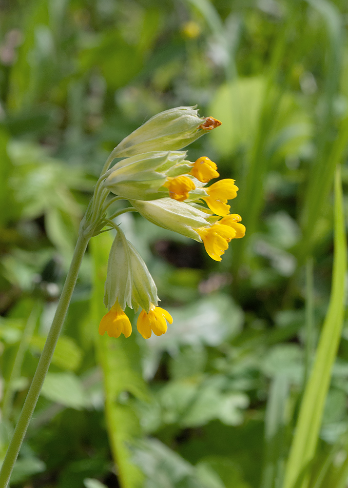 Изображение особи Primula veris.