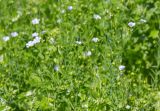 View full-size image Linum usitatissimum