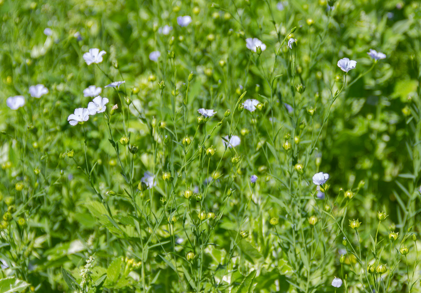 Изображение особи Linum usitatissimum.