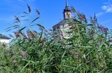 Phragmites australis