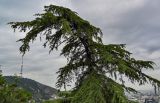 Cedrus deodara. Верхняя часть кроны взрослого дерева. Грузия, г. Тбилиси, в культуре. 10.06.2023.