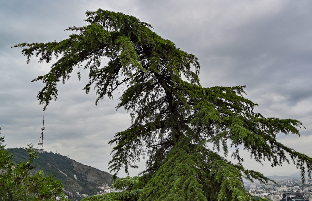 Изображение особи Cedrus deodara.