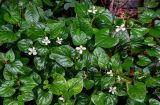 Houttuynia cordata