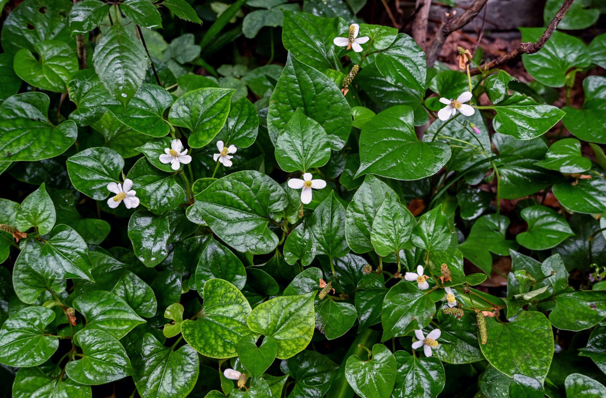 Image of Houttuynia cordata specimen.