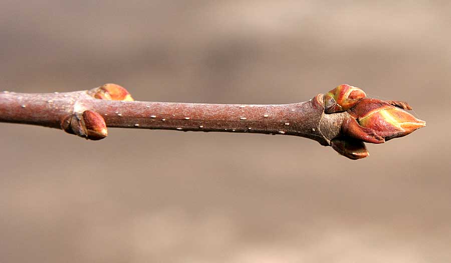 Image of Syringa persica specimen.