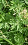 genus Geranium