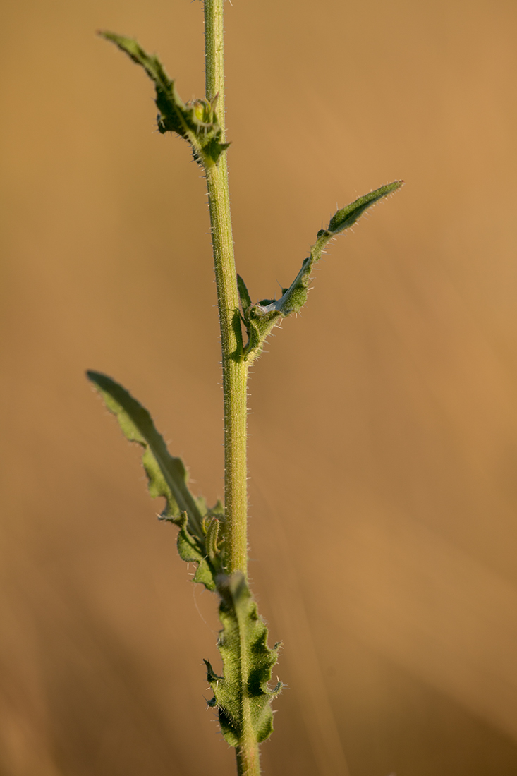 Изображение особи Picris hieracioides.