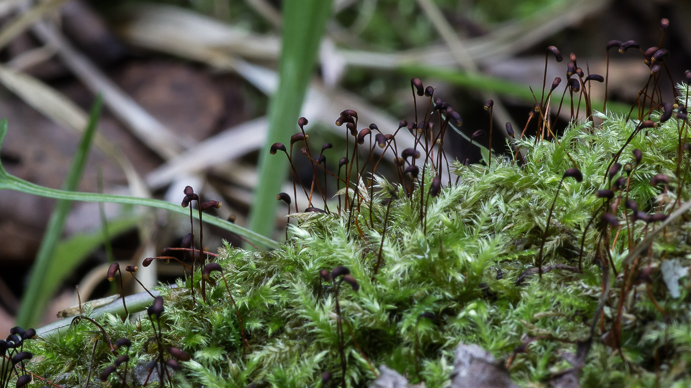Изображение особи семейство Brachytheciaceae.