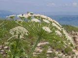 Heracleum leskovii