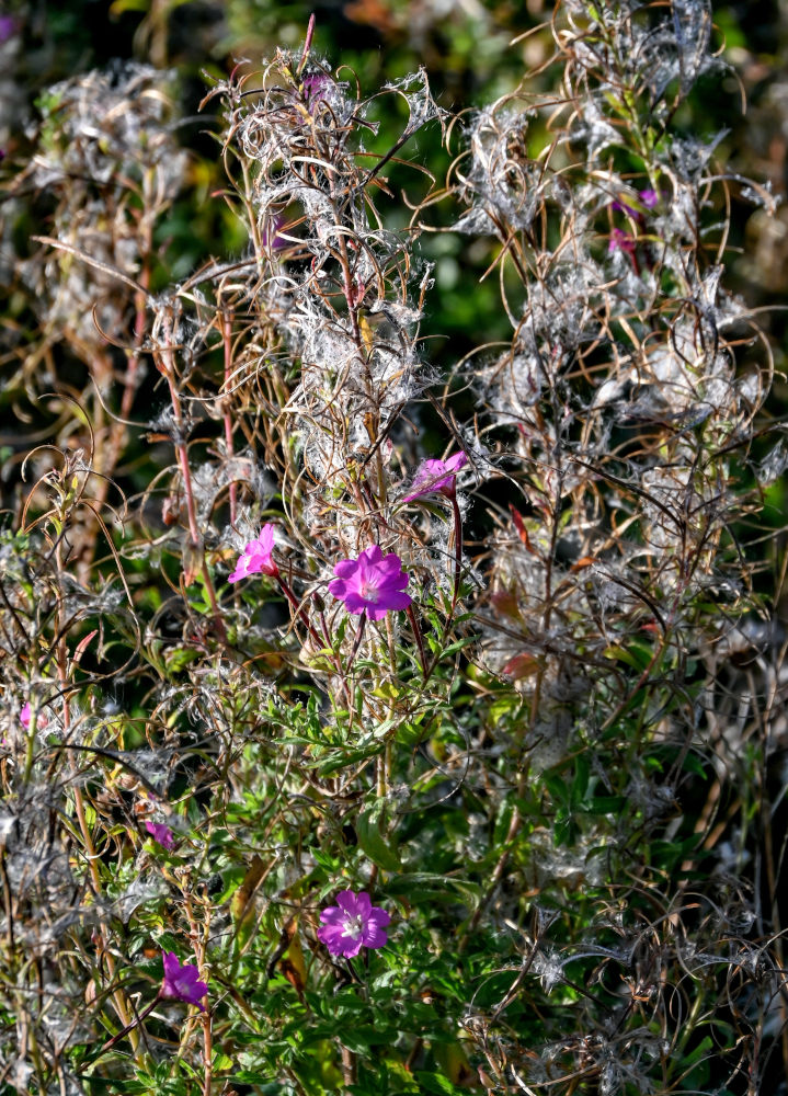 Изображение особи Epilobium hirsutum.