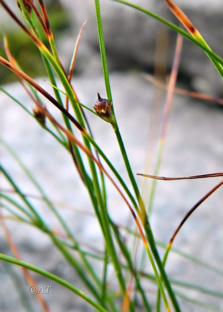 Изображение особи род Juncus.
