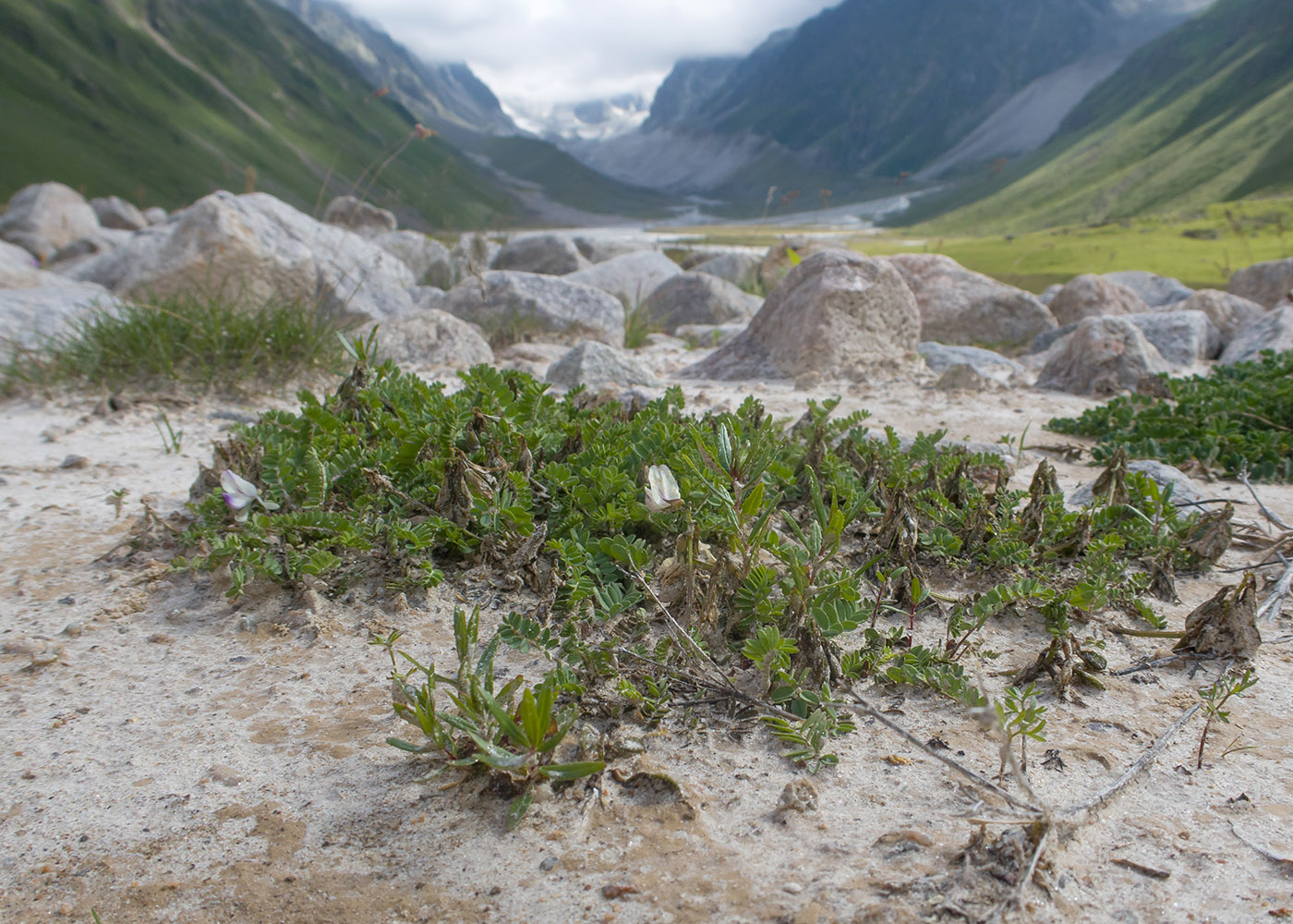 Изображение особи Astragalus alpinus.