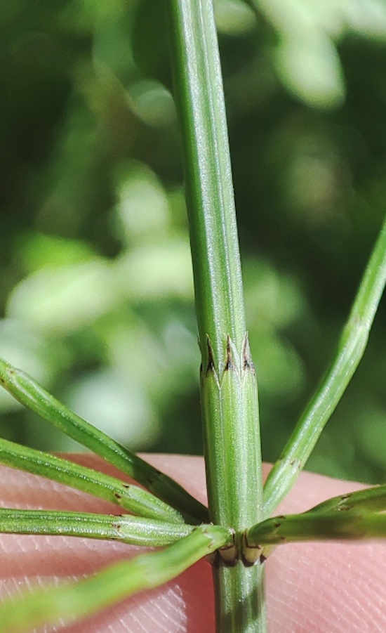 Изображение особи Equisetum palustre.
