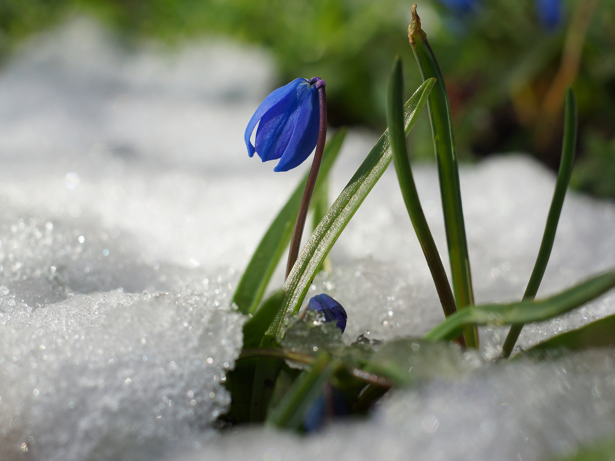 Изображение особи Scilla siberica.